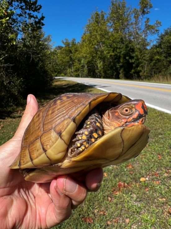 Three-toed Box Turtle>
<p>
Partridge Pea is a native North American annual wildflower known for its bright yellow flowers, feathery leaves that close when touched, and its importance for wildlife.
<br><img SRC=